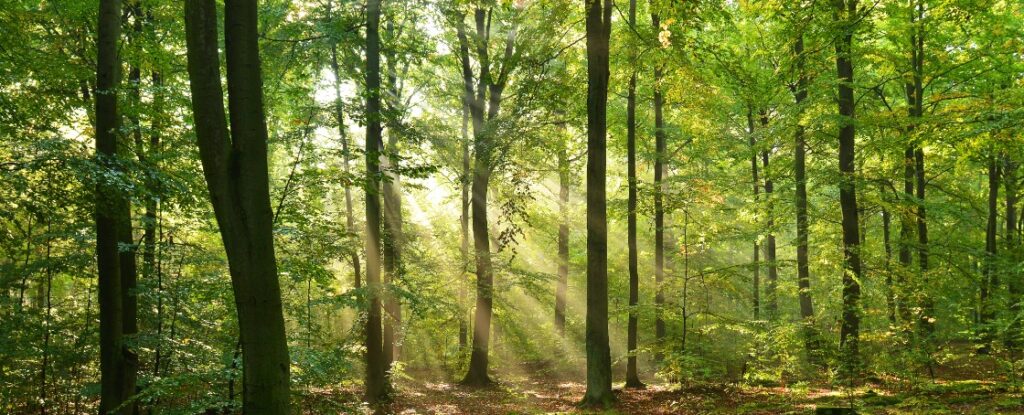 Arztpraxis Dr.med. Kathleen Scheller-Wolf